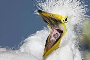Images Dated 15th May 2006: USA, Florida, St. Augustine. Close-up of great egret chick starting a yawn. Credit as