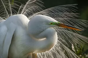 Images Dated 17th April 2007: USA, Florida, St. Augustine. Great egret close-up