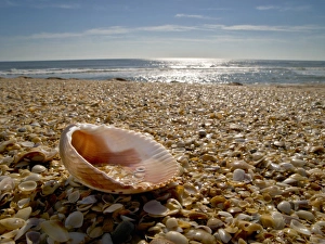 USA, Florida, St. Augustine, shells on the coastline USA, Florida, St. Augustine, shells on the coastline