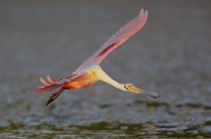USA, Florida, Tampa Bay, Alafaya Banks. Roseate spoonbill in flight. Credit as: Art USA, Florida, Tampa Bay, Alafaya Banks. Roseate spoonbill in flight. Credit as: Art