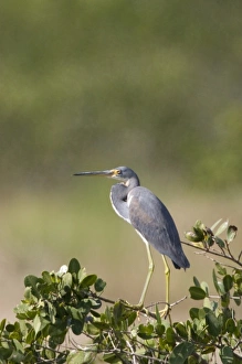 USA - Florida - Tricolored Heron at Merritt Island National Wildlife Refuge USA - Florida - Tricolored Heron at Merritt Island National Wildlife Refuge
