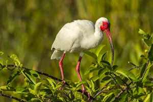 USA, Florida, Wakodahatchee Wetlands. White ibis in breeding color USA, Florida, Wakodahatchee Wetlands. White ibis in breeding color