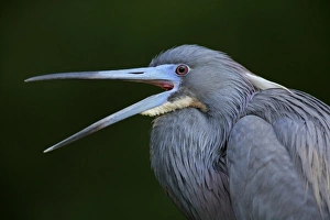 USA, Florida. Yawning tricolored heron in breeding plumage USA, Florida. Yawning tricolored heron in breeding plumage