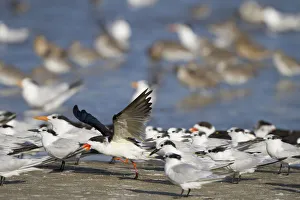 USA, Fort De Soto Park, Pinellas County, St. Petersburg, Florida USA, Fort De Soto Park, Pinellas County, St. Petersburg, Florida