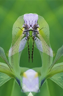 USA, Georgia. Dragonfly montage. Credit as: Nancy Rotenberg / Jaynes Gallery USA, Georgia. Dragonfly montage. Credit as: Nancy Rotenberg / Jaynes Gallery