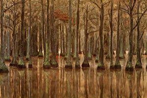 USA, Georgia, Fall cypress trees with reflections USA, Georgia, Fall cypress trees with reflections