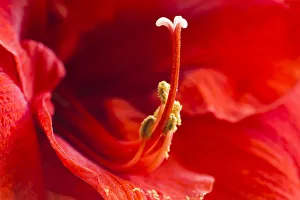 USA, Georgia, Savannah. Center of red amaryllis USA, Georgia, Savannah. Center of red amaryllis