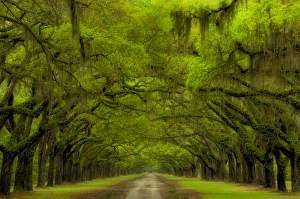 USA; Georgia; Savannah; Oak lined drive at Historic Wormsloe Plantation USA; Georgia; Savannah; Oak lined drive at Historic Wormsloe Plantation