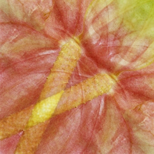 USA, Hawaii. Anthurium flower montage. Credit as: Marie Bush / Jaynes Gallery USA, Hawaii. Anthurium flower montage. Credit as: Marie Bush / Jaynes Gallery
