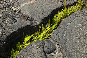 USA, Hawaii. Fern growing from a crack in cooled lava USA, Hawaii. Fern growing from a crack in cooled lava