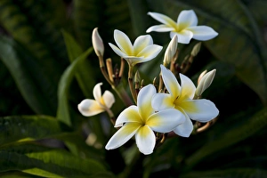 USA, Hawaii, Island of Hawaii, Kailua Kona, Close up of Singapore Plumeria ( Plumeria USA, Hawaii, Island of Hawaii, Kailua Kona, Close up of Singapore Plumeria ( Plumeria