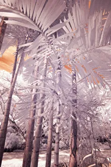 USA, Hawaii, Kauai, Infrared of palm trees of Kauai USA, Hawaii, Kauai, Infrared of palm trees of Kauai