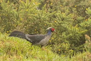 USA, Hawaii. Male kalij pheasant. Credit as: Cathy & Gordon Illg / Jaynes Gallery / DanitaDelimont USA, Hawaii. Male kalij pheasant. Credit as: Cathy & Gordon Illg / Jaynes Gallery / DanitaDelimont