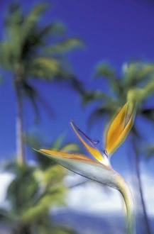 USA, Hawaii, Maui Bird of paradise and palm trees USA, Hawaii, Maui Bird of paradise and palm trees