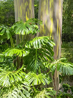 USA, Hawaii, Maui, Up Country, Kula, Kula Botanical Gardens with Rainbow eucalyptus trees USA, Hawaii, Maui, Up Country, Kula, Kula Botanical Gardens with Rainbow eucalyptus trees
