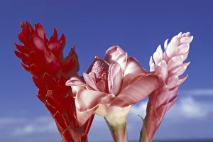 USA, Hawaii, Maui Ginger trio against blue sky USA, Hawaii, Maui Ginger trio against blue sky