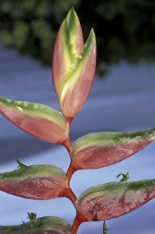 USA, Hawaii, Maui Heliconia Sexy Pink (Heliconia chartacea) USA, Hawaii, Maui Heliconia Sexy Pink (Heliconia chartacea)