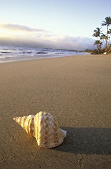 USA, Hawaii, Maui, Kihei Beach Shell on beach, evening light USA, Hawaii, Maui, Kihei Beach Shell on beach, evening light