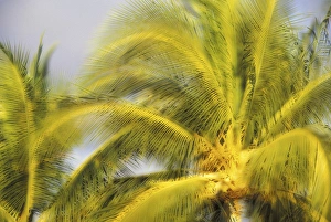 USA, Hawaii, Maui, Kihei Evening light on palms in wind USA, Hawaii, Maui, Kihei Evening light on palms in wind