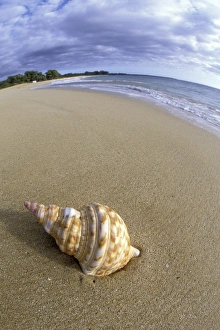 USA, Hawaii, Maui, Makena Beach Shell on beach USA, Hawaii, Maui, Makena Beach Shell on beach