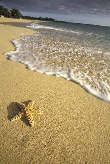 USA, Hawaii, Maui, Makena Beach Starfish and surf USA, Hawaii, Maui, Makena Beach Starfish and surf