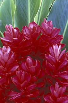 USA, Hawaii, Maui Red ginger (Alpinia purpurata) USA, Hawaii, Maui Red ginger (Alpinia purpurata)
