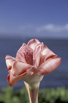 USA, Hawaii, Maui Torch ginger (Etlingera elatior) and blue sky USA, Hawaii, Maui Torch ginger (Etlingera elatior) and blue sky