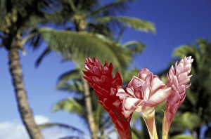 USA, Hawaii, Maui Trio of giner and palm trees USA, Hawaii, Maui Trio of giner and palm trees