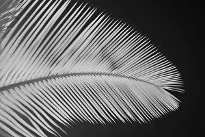 USA, Hawaii, Oahu. Garden foliage from the Island of Oahu USA, Hawaii, Oahu. Garden foliage from the Island of Oahu