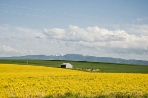 USA: Idaho, Columbia River Basin, Snake and Salmon River Basins, Camas Prairie USA: Idaho, Columbia River Basin, Snake and Salmon River Basins, Camas Prairie