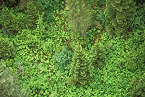 USA, Idaho, Hiawatha Bike Trail. Looking down onto a small open patch with a pine tree USA, Idaho, Hiawatha Bike Trail. Looking down onto a small open patch with a pine tree