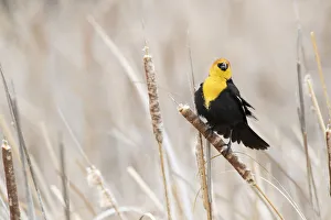 USA, Idaho, Market Lake Wildlife Management Area. Yellow-headed blackbird on cattail USA, Idaho, Market Lake Wildlife Management Area. Yellow-headed blackbird on cattail