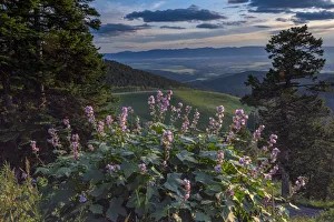 USA, Idaho. Mountain Globemallow and view of Teton Valley USA, Idaho. Mountain Globemallow and view of Teton Valley
