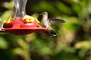 USA, Indiana, Chain of Lakes State Park, Nature Center, Ruby-throated hummingbird USA, Indiana, Chain of Lakes State Park, Nature Center, Ruby-throated hummingbird