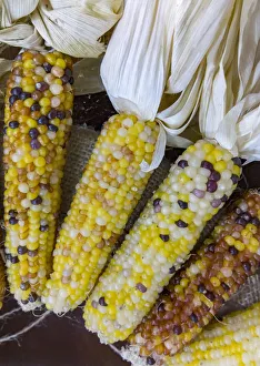 USA, Indiana, Indianapolis. Ears of dry, hard corn USA, Indiana, Indianapolis. Ears of dry, hard corn