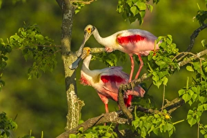 USA, Louisiana, Jefferson Island. Roseate spoonbill pair USA, Louisiana, Jefferson Island. Roseate spoonbill pair
