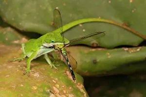 USA, Louisiana, Jefferson Island. Anole lizard with dragonfly prey USA, Louisiana, Jefferson Island. Anole lizard with dragonfly prey