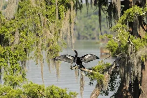 USA, Louisiana, Lake Martin. Anhinga drying its wings USA, Louisiana, Lake Martin. Anhinga drying its wings