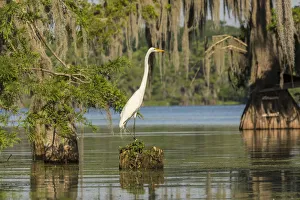 USA, Louisiana, Lake Martin. Great egret on stump USA, Louisiana, Lake Martin. Great egret on stump