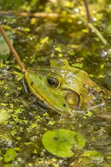 USA, Louisiana, Lake Martin. Green frog in water USA, Louisiana, Lake Martin. Green frog in water