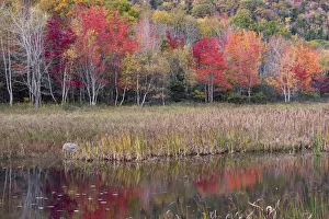 USA, Maine. Autumn foliage reflected in a pond, Acadia National Park USA, Maine. Autumn foliage reflected in a pond, Acadia National Park