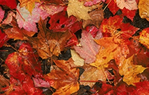 USA, Maine. Autumn maple leaves. Credit as: Marie Bush / Jaynes Gallery / DanitaDelimont USA, Maine. Autumn maple leaves. Credit as: Marie Bush / Jaynes Gallery / DanitaDelimont