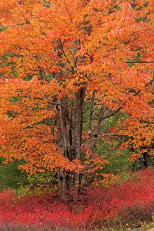 USA, Maine. Autumn tree with Red blueberry bushes in Acadia National Park