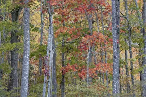 USA, Maine. Colorful autumn foliage in the forests of Sieur de Monts Nature Center USA, Maine. Colorful autumn foliage in the forests of Sieur de Monts Nature Center