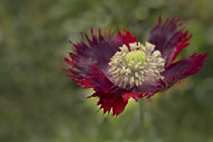 USA, Maine, Harpswell. Red poppy. Credit as: Kathleen Clemons / Jaynes Gallery USA, Maine, Harpswell. Red poppy. Credit as: Kathleen Clemons / Jaynes Gallery