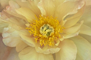 USA, Maine, Harpswell. Yellow peony. Credit as: Kathleen Clemons / Jaynes Gallery / DanitaDelimont USA, Maine, Harpswell. Yellow peony. Credit as: Kathleen Clemons / Jaynes Gallery / DanitaDelimont