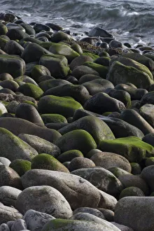 USA, Maine. Moss covered rocks and ocean, Boulder Beach, Acadia National Park USA, Maine. Moss covered rocks and ocean, Boulder Beach, Acadia National Park