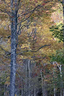 USA, Maine. Tall autumn forests of Sieur de Monts, Acadia National Park USA, Maine. Tall autumn forests of Sieur de Monts, Acadia National Park