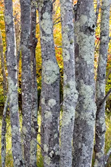 USA, Maine. Tree trunks with lichen and colorful background of autumn leaves, Sieur USA, Maine. Tree trunks with lichen and colorful background of autumn leaves, Sieur