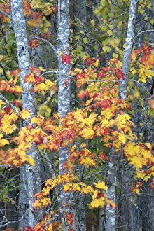 USA, Maine. Vibrant colors of the Sugar Maple, Sieur de Monts, Acadia National Park USA, Maine. Vibrant colors of the Sugar Maple, Sieur de Monts, Acadia National Park